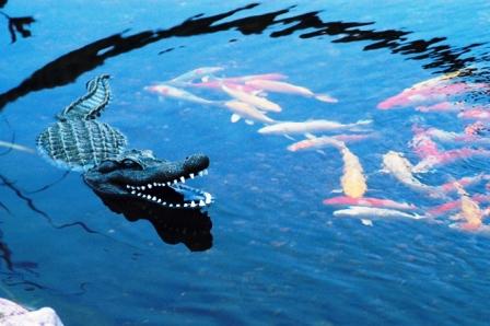 At least you know the full body floating alligator for ponds isn't real!
