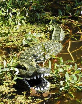 Pond Predators