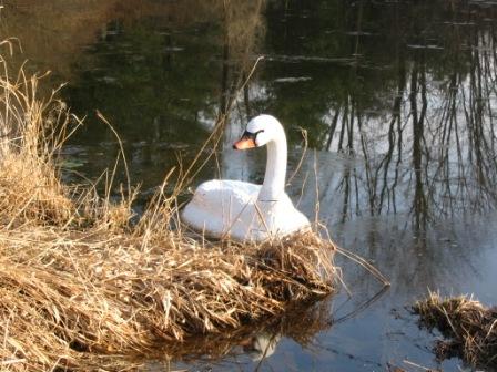 swan2