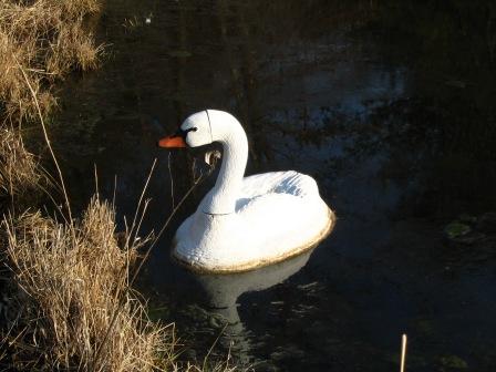 swan1