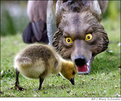 coyote & Chick