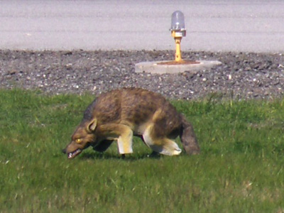 coyote airport