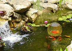 fish in bowl